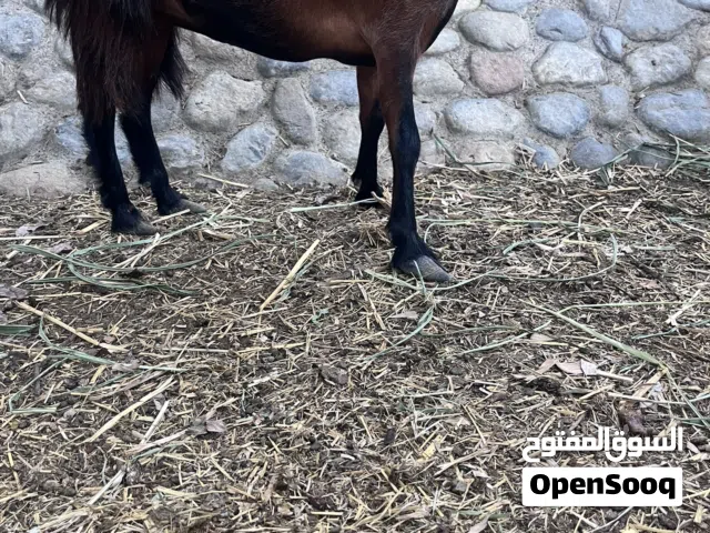 سخله من حلال الحو