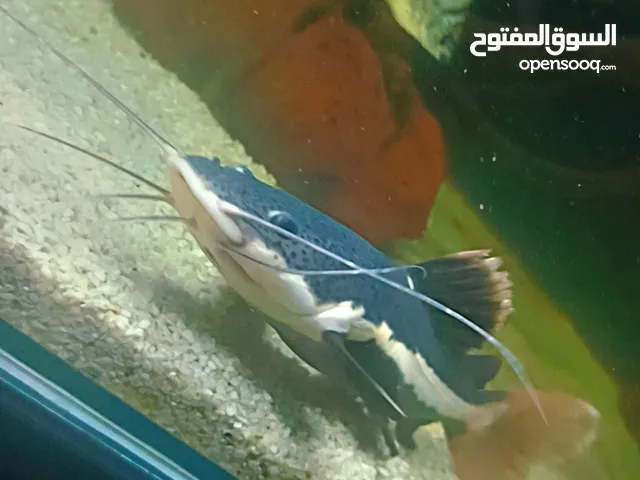 سمك مفترس للبيع كات فيش ريد تيل 25 دينار وباقي الأنواع بالوصف