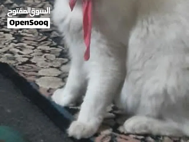 تركي انجورا