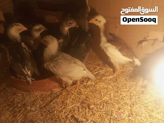 موجود بيض باكستاني الطبق ب10 يا بلاش