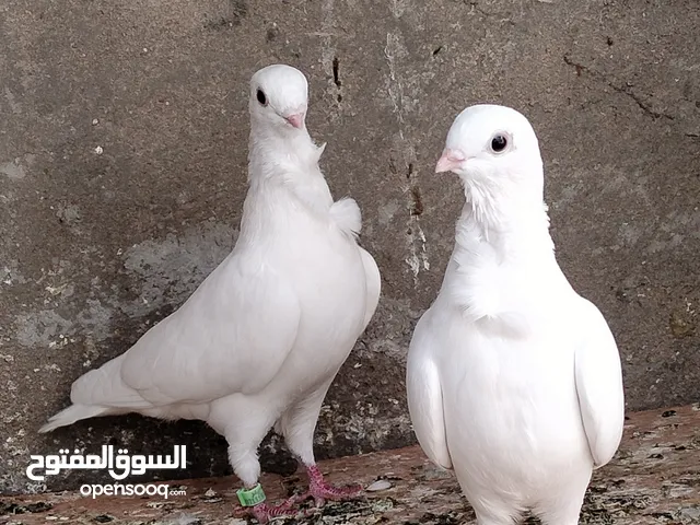 متاح شوف الوصف