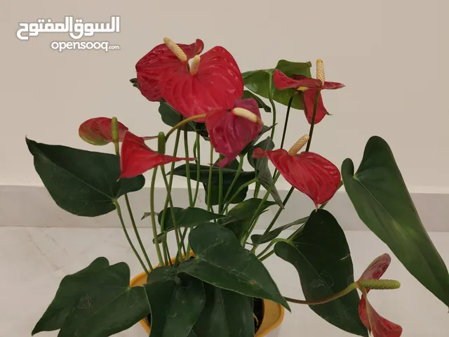 نبات طبيعي داخل المنزل فقط جميل جدا