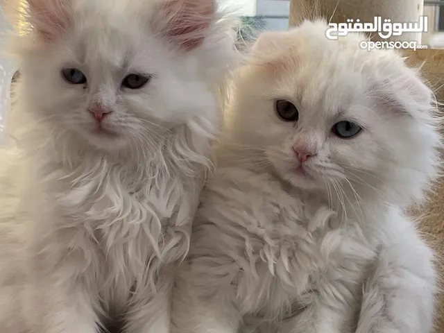 قطط سكوتش فولد