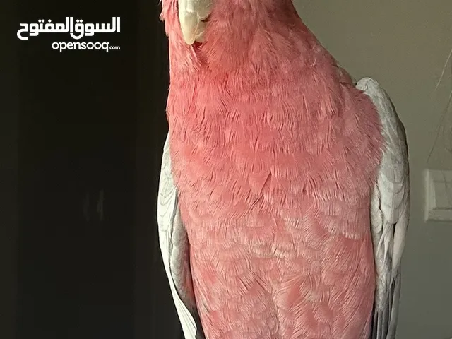 روز كوكاتو كالا