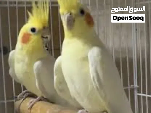 مطلوب زوج كوكتيل (كروان) تحته بيض مصمل او فروخ