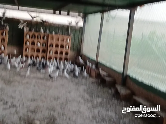 حمام أصناف مختلفة للبيع