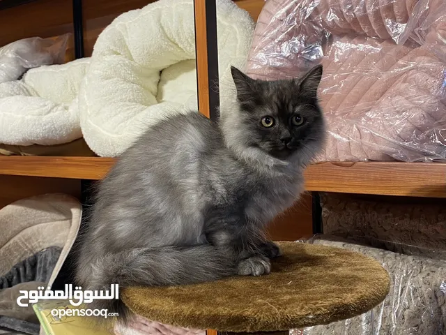 قطط للبيع الموقع مسقط-الحيل/ Cats for sale Location Muscat-Al-Hail/