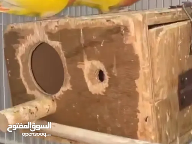 زوج لوف بيرد لاتينو مستوى قوي جامبو ومنتج