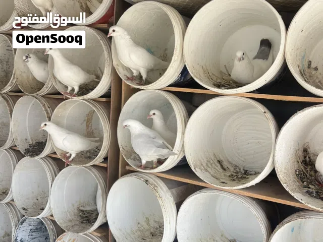 حمام لاحم فرنسي