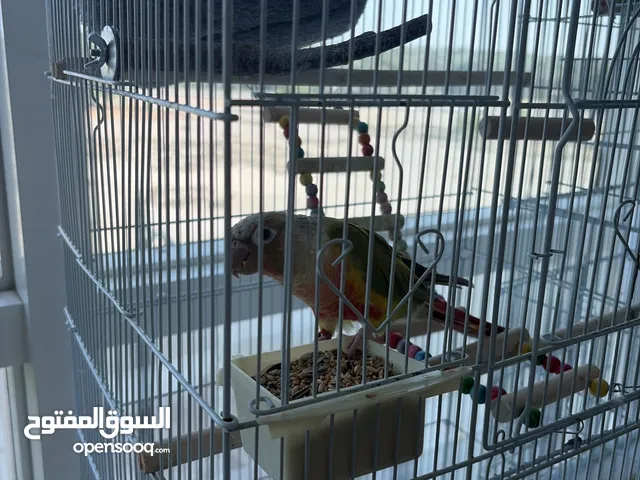 Pinapple counur parrot male 1 year old