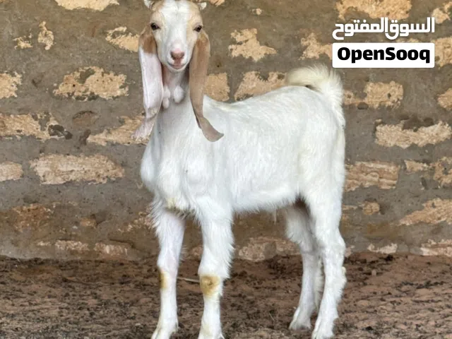 اللهم بارك اقرأ الوصف