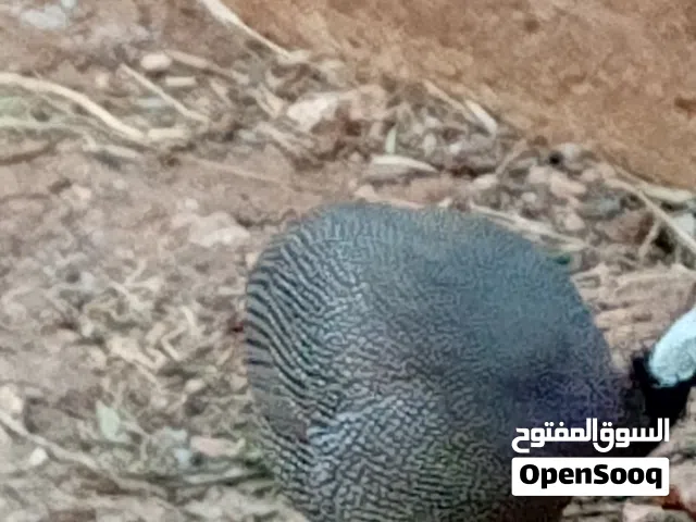 فرعوني للبيع
