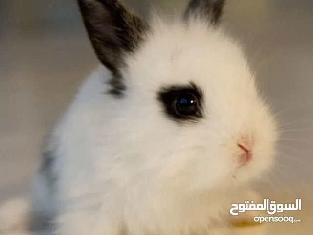 أرانب نوع " تيدي بير "