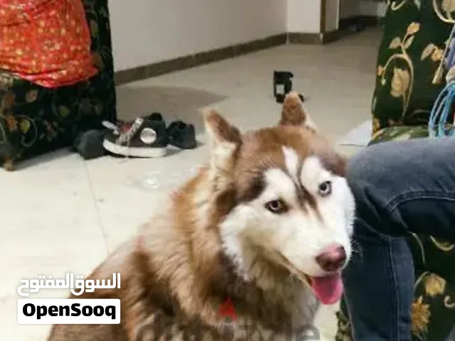 مطلوب جرو هاسكى