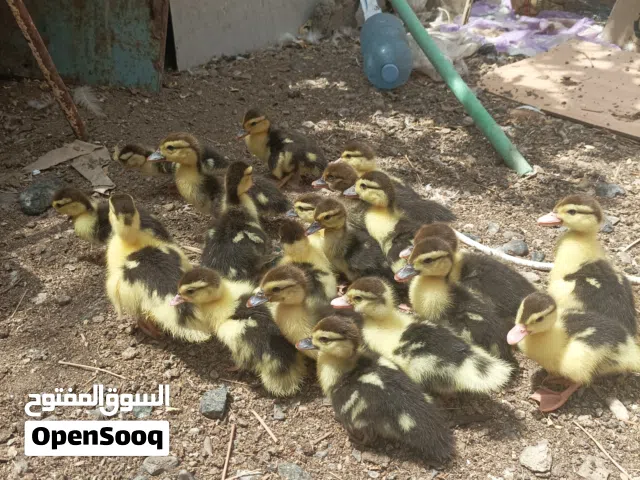 بط مصري للبيع