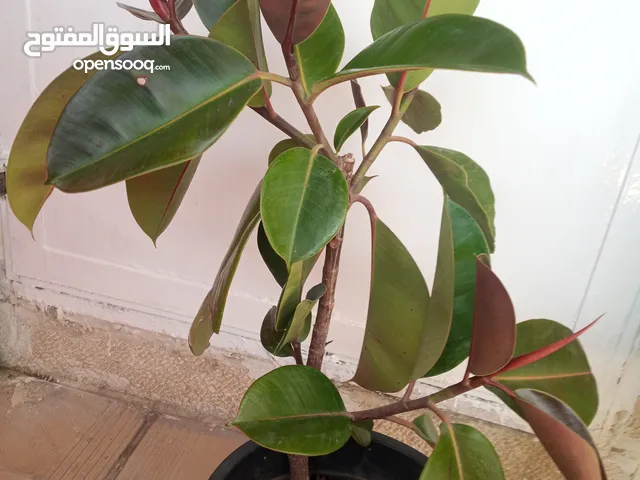 شجرة كوشوك طبيعي بحاله ممتازه