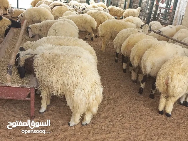 SHEEP'S AND GOATS AVAILABLE UAE ⁰⁵⁰⁸⁴²²⁴²⁵