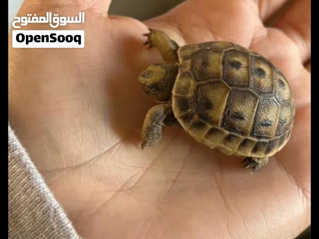 للبيع جوز سلاحف ذكر وانثى الان موسم تزاوج وسلحفه حجم بيبي تربيه منزليه تواصل واتساب