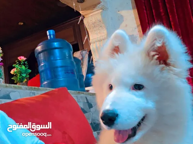 كلاب سموايت بيور العمر 5 شهور