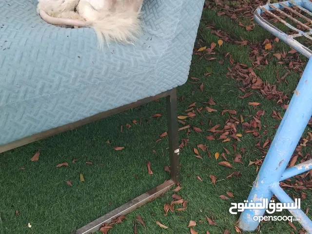 قط مفقود في  سوق السيب الي يحصله  يكلمني  واتساب الرقم في الوصف   وا تحصلوني في مسجدابو أيوب الانصار