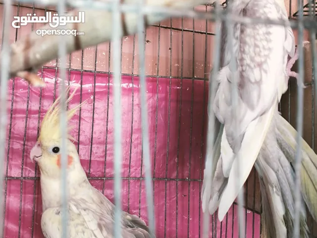 للعشاق المميزه وللعايز يبدأ مشروع الطيور الزينه