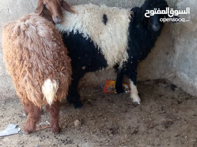 عبر ثنتين بالصلاة على النبي