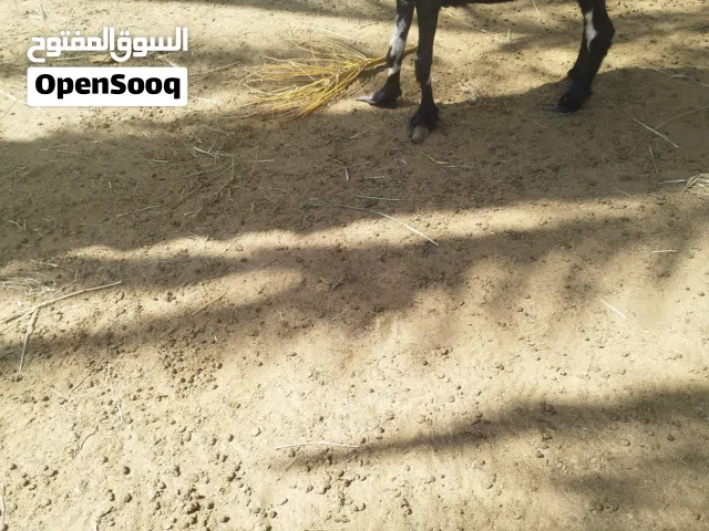 جعده نتاج للبيع