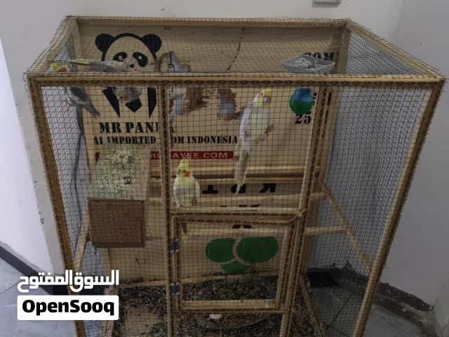 كوكتيل للبيع نثيه وفحل  وافراخ 2  الفراخ هم نثيه وفحل. كلهن ربه  الفحل متكلم  كوكو سلام عليكم بوسه