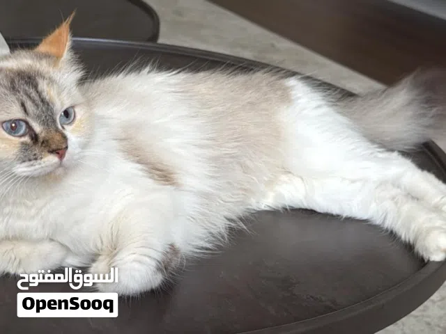 قطوه جميله حط سعرك شلها شكلها نادر عمر اقل عن سنه تواصل خاص للتفاصيل