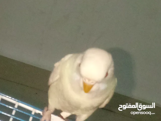 طيور حب للبيع