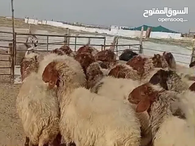 للبيع غنم للبيع العدد 35