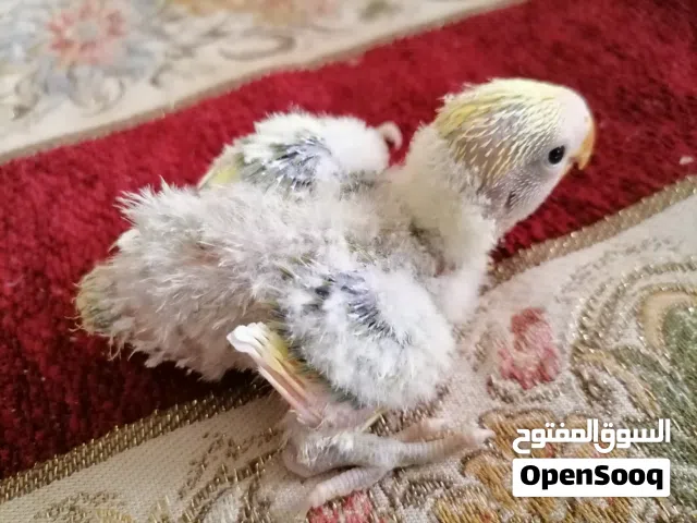 فروخ روز متوفر الوان مختلفة
