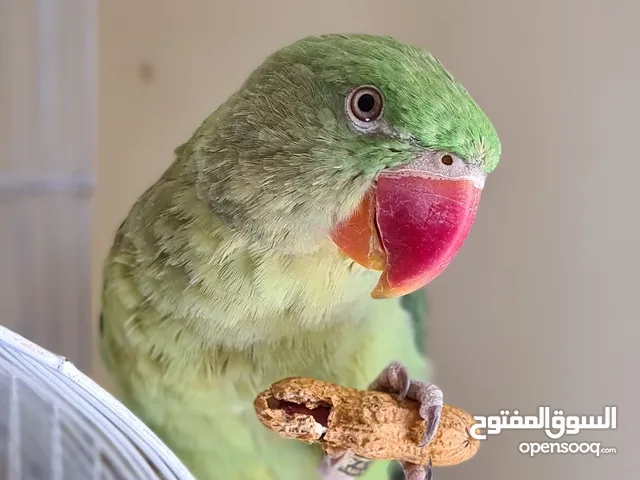 بغبغان دره أمريكي تدريب عالي جدا حاله مميزه من النوادر و معاه هديه مجانيه