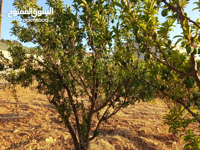 Residential Land for Rent in Ajloun A'anjara