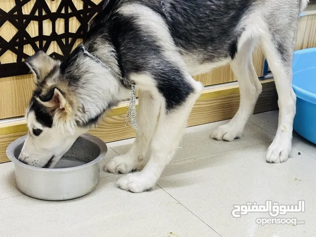Husky female 7 to 8 months