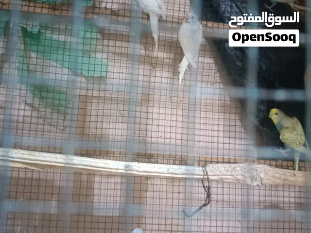 طيور البادجي و روز للبيع