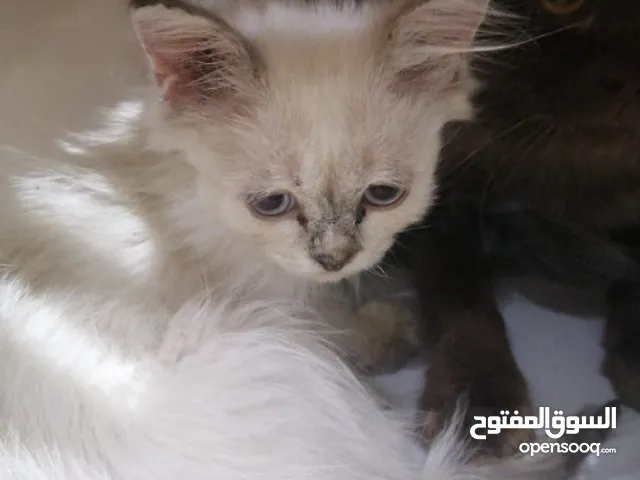 قطط للتبني بسعر رمزي