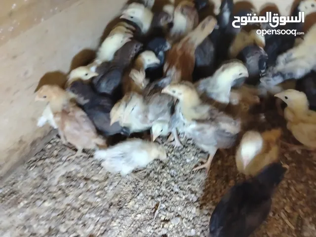 صيصان للبيع