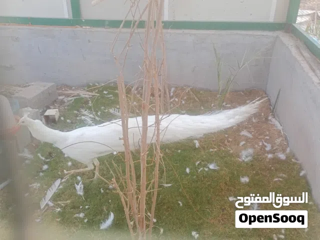 للبيع طاووس ملكي ابيض