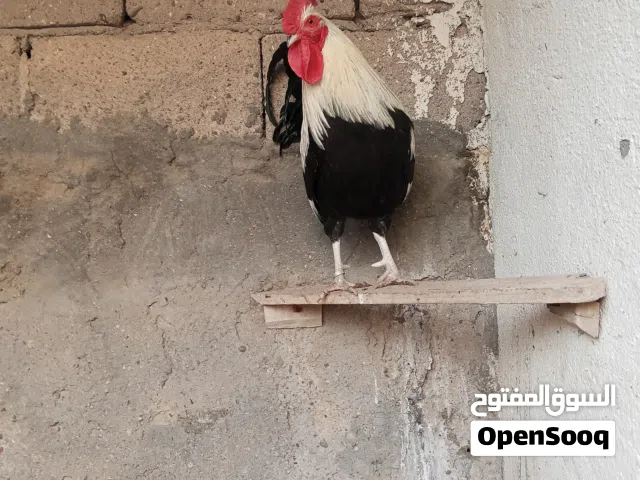 السلام عليكم.  دجاج دندراوي خط اول ما عدى بس وحده والباقي تجي وتشوف. التك ب 50 ابيع شلع