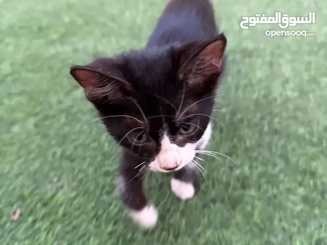 قطة انثى للبيع