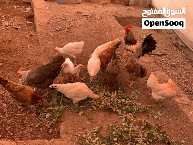 الحلال اموره طيبه الحمد الله