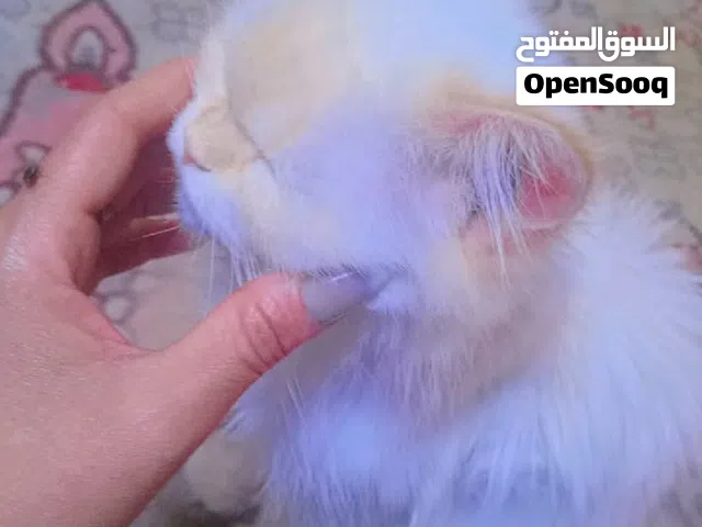 شيرازي وهملايا