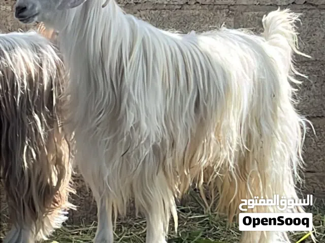 اغنام عمانيه للبيع