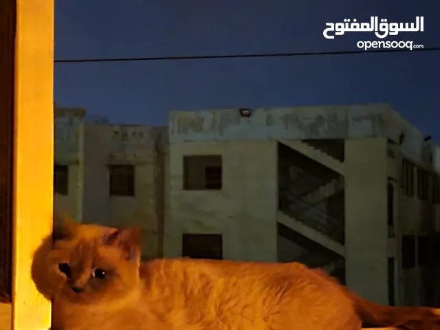 قطط هملايا
