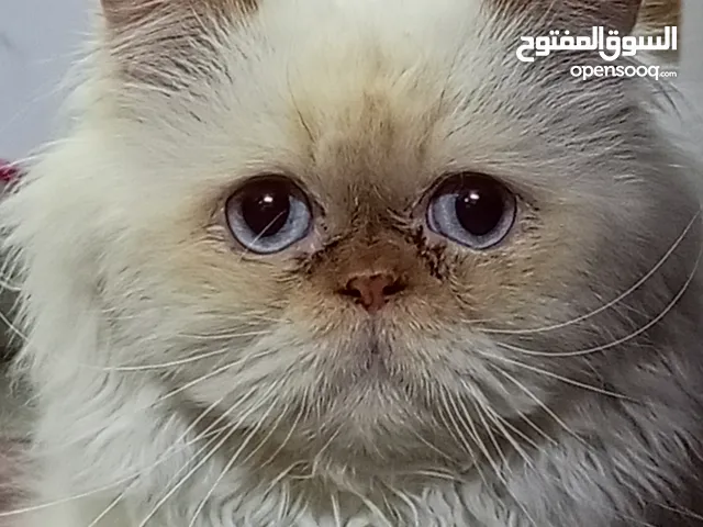 قطة هملايا مكاني شهداء البياع