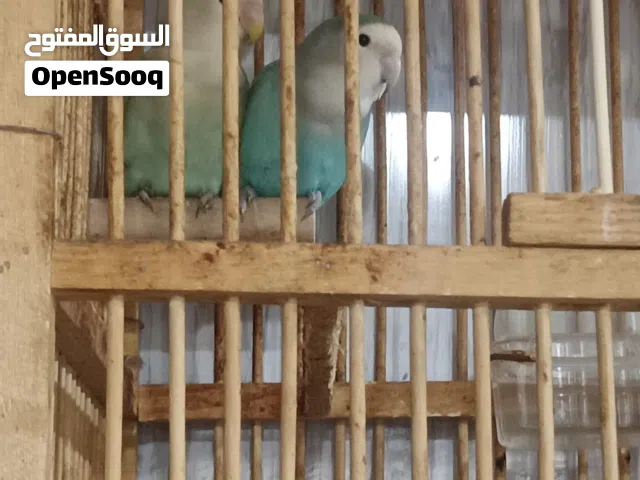 زوج غندوره يخبلن الام ماشاالله أبد ماكطعت بيض 4 وفوك الوانهن نادرات مميزات وساهم ابنهم يأكل وحده