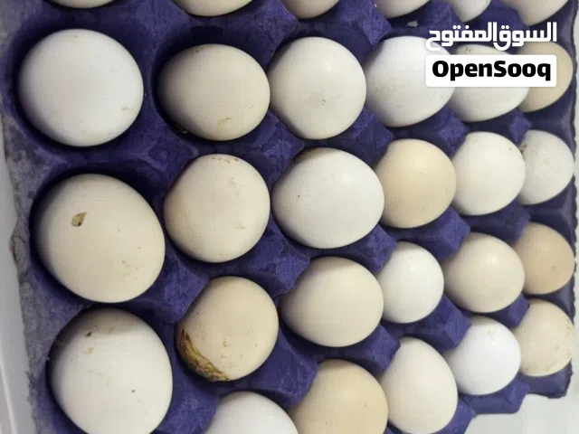 بيض بلدي للبيع طازج
