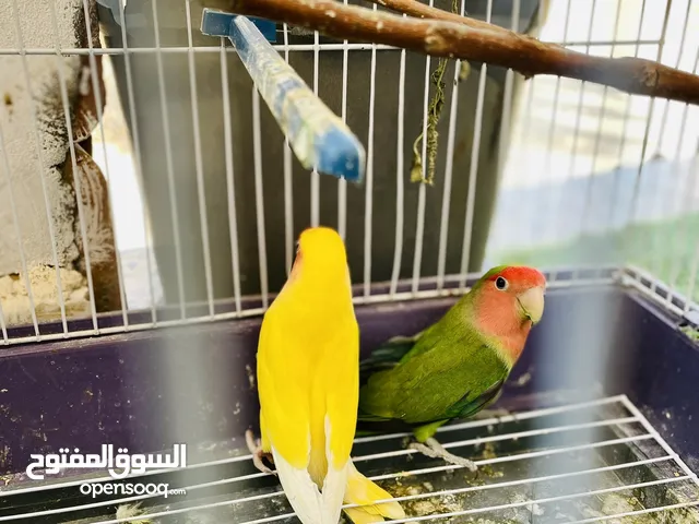 بسم الله مشاء الله توكلنا ؏ الله متوفر باذن الله كوبيا رد فيس كوبيا مصوقره مضمونه باذن الله حاجه نضي