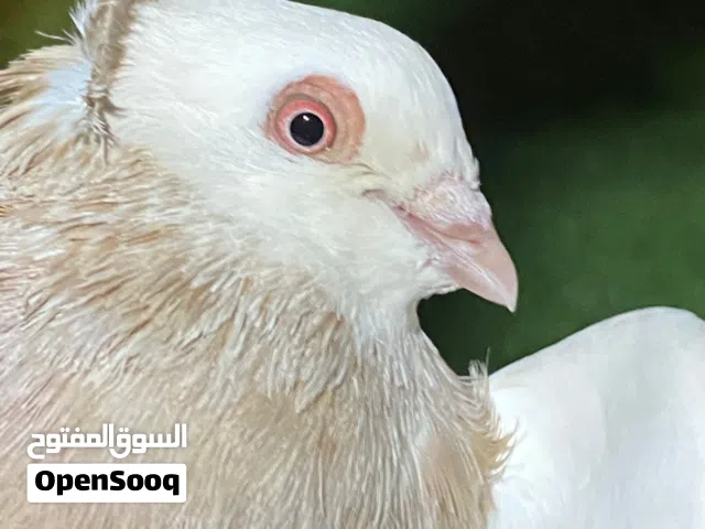 حمام للبيع